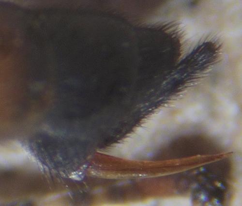 Réf. 328 218 : Schizopyga circulator